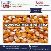 Superior Grade Top Selling Yellow Corn at Cheap Price