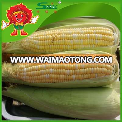 price per ton frozen yellow corn supplier