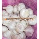 New crop garlic fresh garlic price