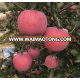 Chinese wholesale fresh red fuji apple