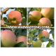 wholesale cheap price fresh apple fruits