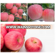 Juicy wholesale prices apple fruit