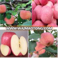 Best sweet apple fruit for your Chinese New Year