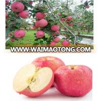 Orchard factory pink apple wholesale