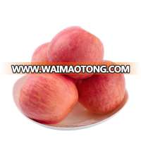 China orchard exporter fresh rose apple