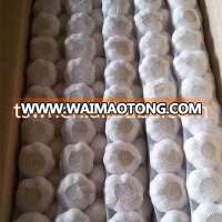 high quality 4.5cm-6.0cm fresh normal white garlic in stock