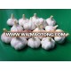 2014 new and fresh white pure garlic with wholesale price in dubai