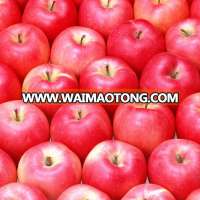 wholesale royal EX factory price organic apple