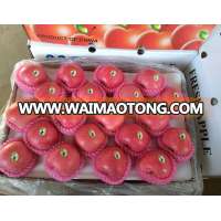 Fresh apple Fresh fuji fruit for sale