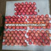 China Fresh Apple Fruit 2015 from Yantai