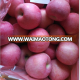 Rosy Blush fuji apple big sizes- hot sale