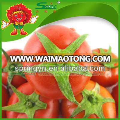 tomato benifit for helth/fresh green red tomatoes fresh tomato packaging