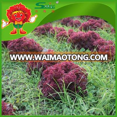 names leaf lettuce natural red leaf lettuce on sale lettuce bag