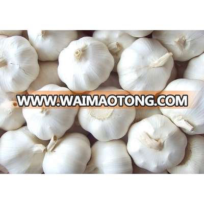 Chinese high quality fresh pure white garlic or normal white garlic fresh garlic specification