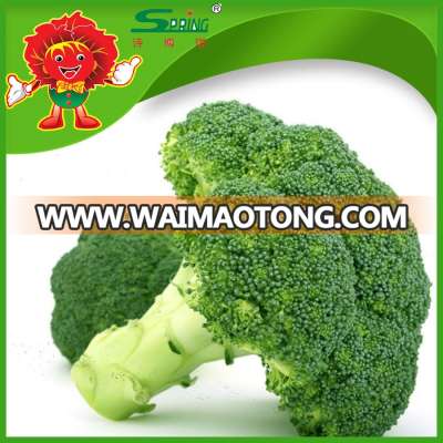 fresh green broccoli vegetables no rotten stem no pest flower green cauliflower