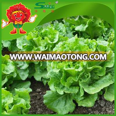 Premium quality lettuce romaine lettuce ice lettuce