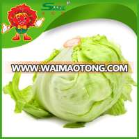 iceberg lettuce on sale high quality low price lettuce washer