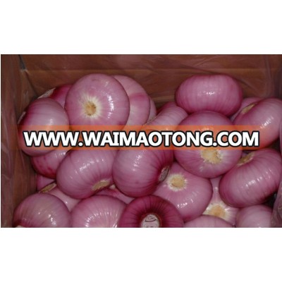 wholesale Fresh Onion/Yellow Onion/red onion exporters in china fresh onion export to dubai