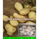 (HOT) New Season Fresh Potato On Hot Sale/holland potato