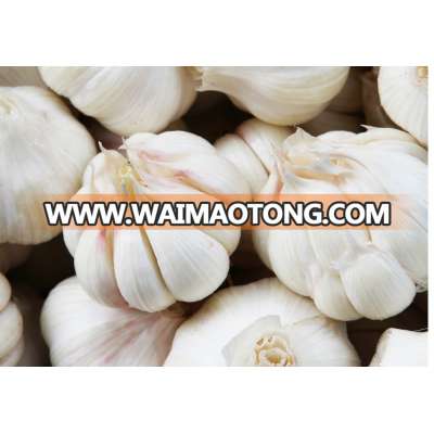 Fresh natural organic Hybrid garlic Yunnan pollution free garlic