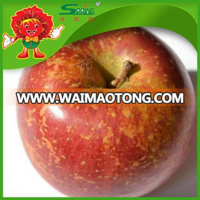 red delicious apples high quality chinese fuji apple red chief apple