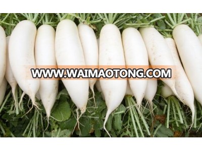 White Radish /green radish wholsale