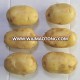 sell russet potato carton packing 2018 new price