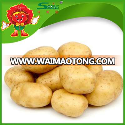 200-300g High Quality Fresh Potato Price Potato