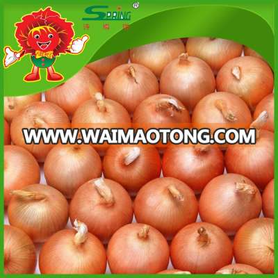 2015 crop fresh red onion in mesh bag with cheap price