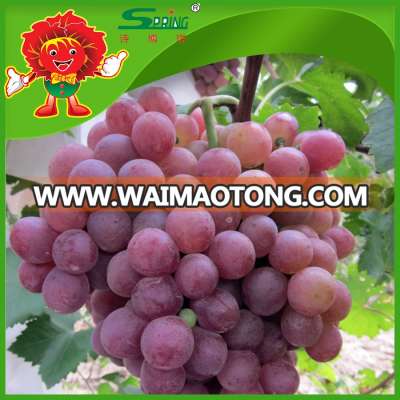 Chinese fresh organic purple grapes ,No pesticide residues