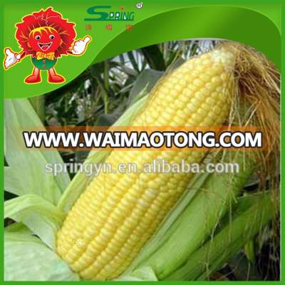 sweet yellow corn/yellow corn price yellow corn for human consumption