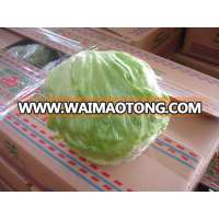 Green leaf lettuce exporter in China Iceberg lettuce