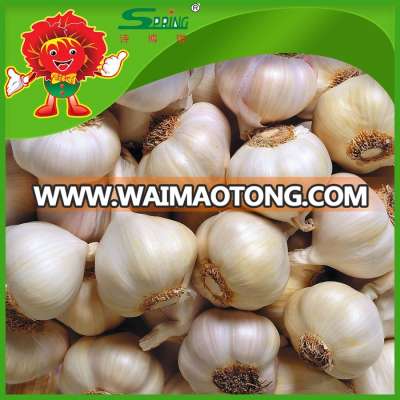 Fresh natural organic Hybrid garlic , whole sale, high quality health benefit