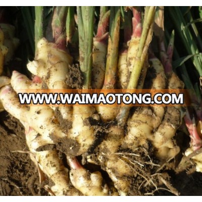 GOOD QUALITY BIG SIZE NEW CROP FRESH GINGER bulk fresh ginger