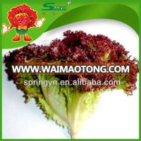 Good Quality Fresh Lettuce For Sale Red Leaf Lettuce