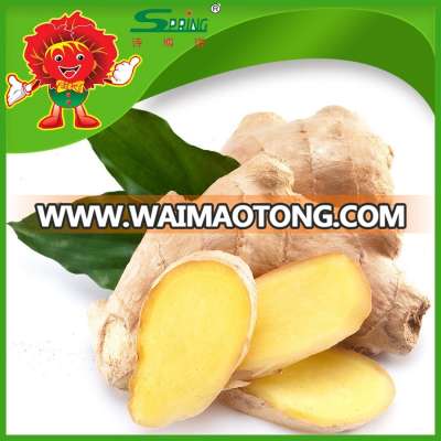 bulk fresh ginger/market prices for ginger/ chinese dried ginger