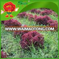 Frozen transport red leaf High quality leaf lettuce