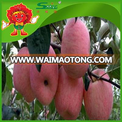 low price bulk selling fresh fuji apples best supplier from China