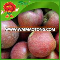 Chinese Red sweet juicy apple for wholesale