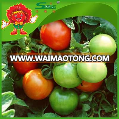 Exporting fresh tomato specification fresh tomato