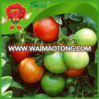 Exporting fresh tomato specification fresh tomato