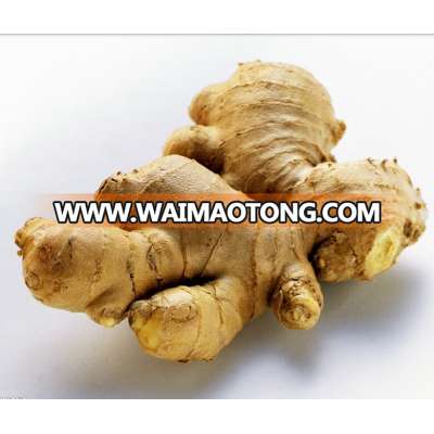 fresh ginger/market prices for ginger/dried ginger bulk fresh ginger