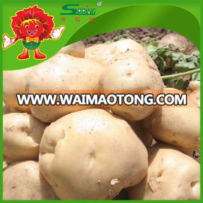 200-300g High Quality Fresh Potato Price potato prices in europe