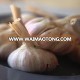 High quality-white garlic with best price from Vietnam