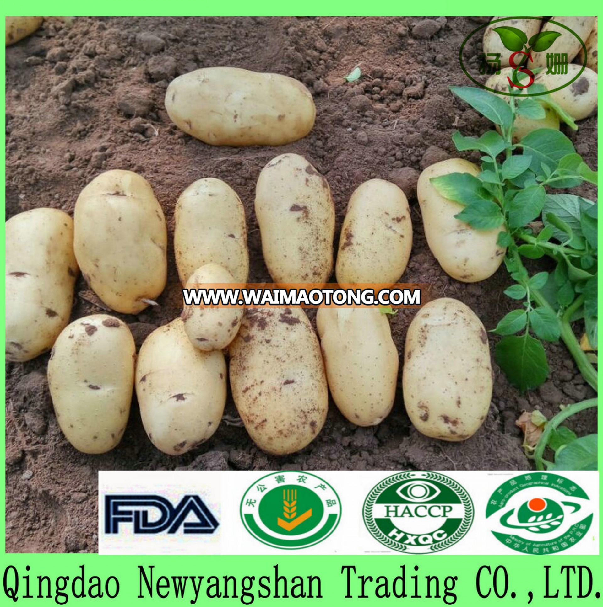 Factory direct export processing: holland potato /fresh potato